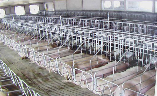 什么叫工廠化養(yǎng)豬