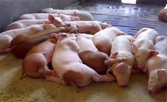 飼料生喂有什么優(yōu)點(diǎn)？生飼料喂豬注意事項(xiàng)