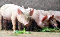 豬的生飼方式與方法，用生料喂豬注意事項