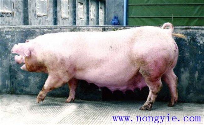 母豬子宮內(nèi)膜炎的預防方法