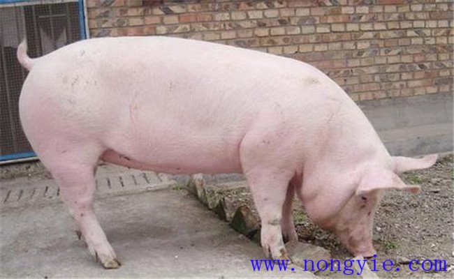 環(huán)境溫度對母豬發(fā)情、受胎率及產(chǎn)仔數(shù)