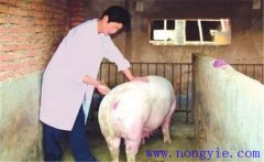 導(dǎo)致母豬分娩期過長的主要因素與預(yù)防方法