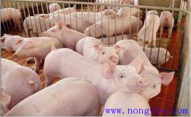 怎樣購(gòu)買母豬，要注意哪些問題