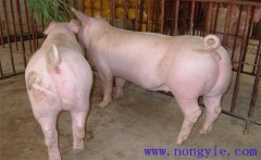 母豬產(chǎn)科疾病的癥狀表現(xiàn)、發(fā)病原因及治療方法