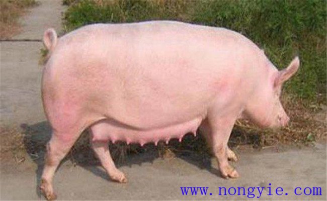 調(diào)整飼料，加強(qiáng)飼養(yǎng)管理