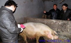 加強(qiáng)選種適配，提高二元雜交母豬產(chǎn)仔數(shù)的方法