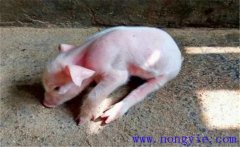 豬偽狂犬病的癥狀和診斷、防治方法