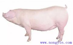 怎樣選擇后備母豬？挑選后備母豬的技術(shù)要點(diǎn)