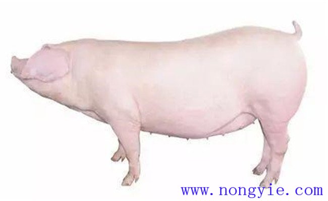 怎樣選擇后備母豬？挑選后備母豬的技術(shù)要點(diǎn)