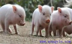 如何治療斷奶仔豬應(yīng)激性腹瀉，發(fā)病原因是什么