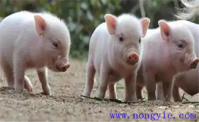 斷奶仔豬應激性腹瀉的發(fā)病原因