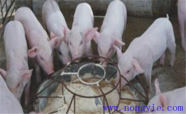 如何預防斷奶仔豬應激性腹瀉