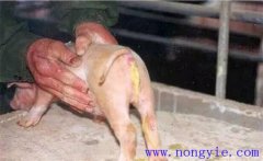 如何預防與治療仔豬紅痢、仔豬黃痢與仔豬白痢