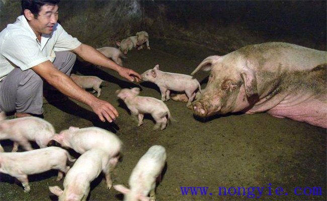 假死仔豬急救的十大方法，新生仔豬假死怎么辦