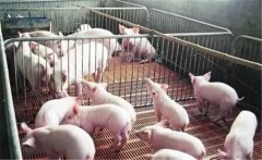 如何治療仔豬白?。恐胁菟幹委熦i白痢十大方法