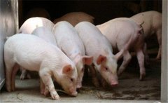 怎樣挑選仔豬，購買仔豬需要注意什么？