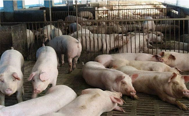 怎樣提高豬舍溫度，為仔豬提供干凈的圈舍環(huán)境