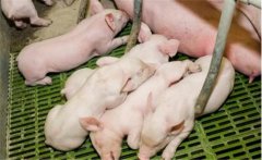 仔豬白痢的治療與預(yù)防，仔豬新生期下痢新療法