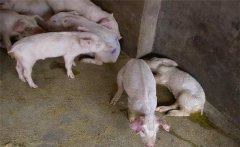 仔豬腹瀉原因是什么，仔豬腹瀉有哪些類型？