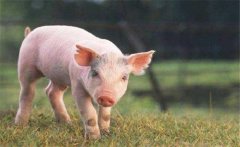 怎樣增加有益微生物菌群、保護(hù)仔豬腸道