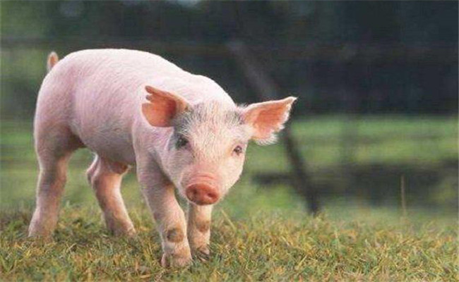 怎樣增加有益微生物菌群、保護仔豬腸道