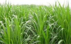 如何用牧草喂養(yǎng)畜禽?畜禽飼養(yǎng)中牧草的選用