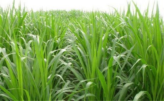 如何用牧草喂養(yǎng)畜禽？畜禽飼養(yǎng)中牧草的選用