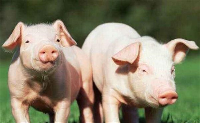 養(yǎng)豬戶春季應該防疫哪些疾病