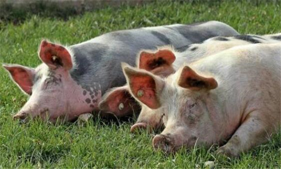 豬高熱病怎么治療