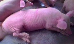 乳豬嘔吐是怎么回事？如何防治未斷奶乳豬嘔吐