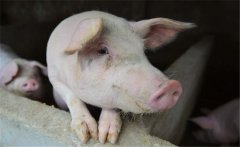 豬流感病毒怎么治療?推薦8個小妙方