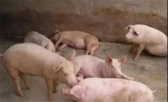 豬喘氣病的預(yù)防措施，豬喘氣病的疫苗免疫問題