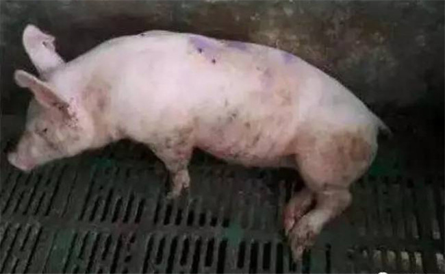 剖檢?。ㄋ溃┴i