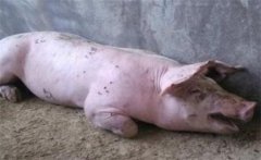 豬喘氣病如何診斷？豬喘氣病的治療方法