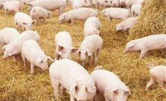 提高豬瘟免疫合格率,克服免疫效果不佳的措施