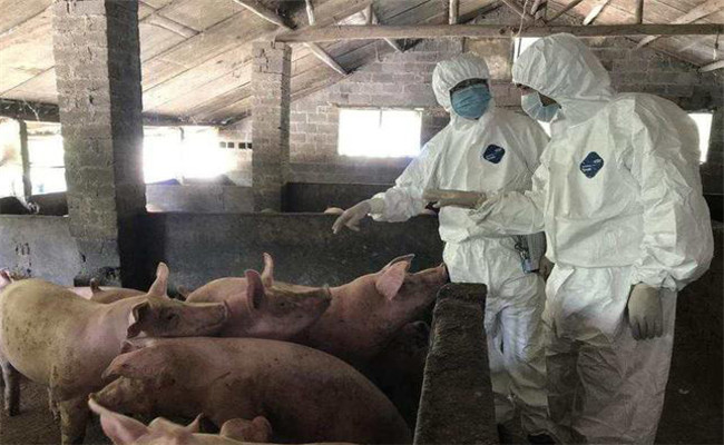 豬瘟的防治