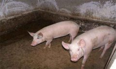 豬破傷風(fēng)的癥狀表現(xiàn)有哪些，怎樣防治豬破傷風(fēng)