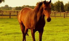 馬、驢、騾子的區(qū)別