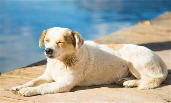 怎樣養(yǎng)好老齡犬,養(yǎng)殖老齡犬應(yīng)注意哪些問題