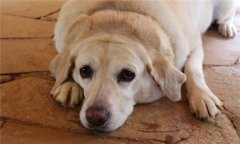 母狗異常發(fā)情有哪種類，應(yīng)如何處理？