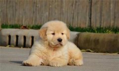 個(gè)人家庭購(gòu)犬應(yīng)注意哪些問題？