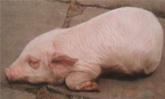 豬水腫、鏈球菌、偽狂犬的鑒別診斷及防治方法