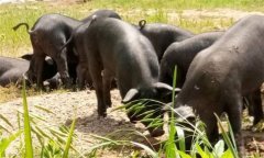 為什么豬、牛食用新鮮玉米苗等會發(fā)生中毒死亡