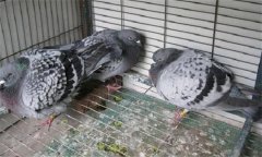 肉鴿常發(fā)病有哪些？如何防治？