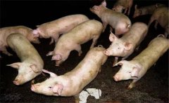 怎樣用蚯蚓喂豬、喂雞、喂鴨的方法