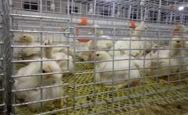 堅(jiān)持隔離飼養(yǎng)，加強(qiáng)家禽保健與疾病防治