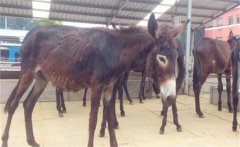 肉驢都有什么好品種？肉驢養(yǎng)殖技術(shù)的四個(gè)要點(diǎn)