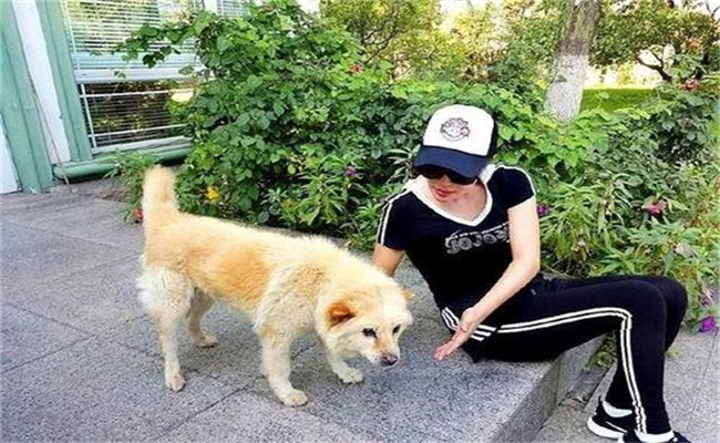 怎樣喂養(yǎng)妊娠犬、哺乳犬