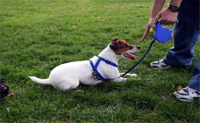 幼犬怎樣訓(xùn)練？訓(xùn)練幼犬的步驟與方法