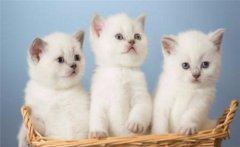 買貓需要注意哪些問題，怎樣選擇理想的貓飼養(yǎng)